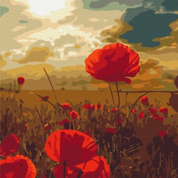 Poppies under the scorching sun