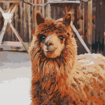 Llama on the farm