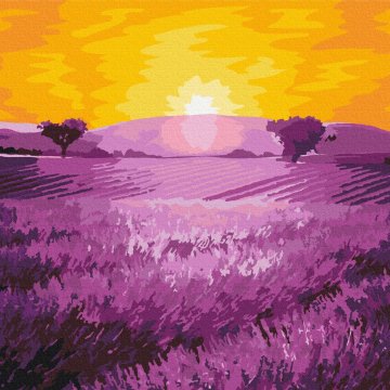 Sonnenaufgang über Lavendel