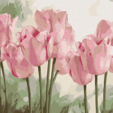 Delicate tulips