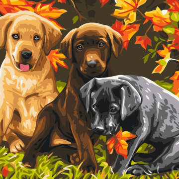 Trois chiots