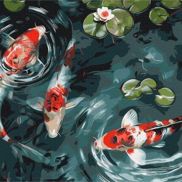 Koi carp