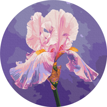 Iris ©  Anna Steshenko