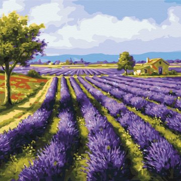 Lavender fields