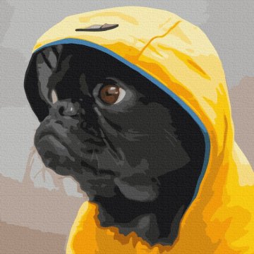 Pug in hood