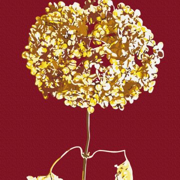 Golden hydrangea © Halyna Vitiuk