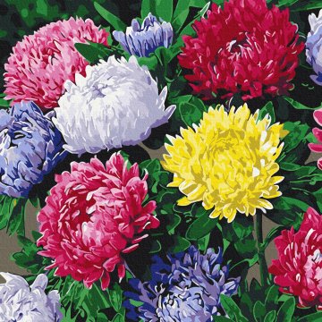 Colorful asters