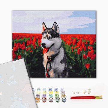 Husky in een tulpenveld