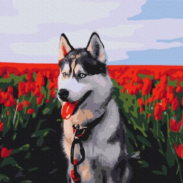 Husky dans un champ de tulipes