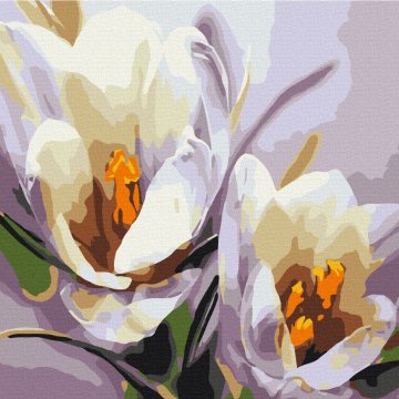 Crocus