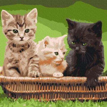 Chatons dans un panier