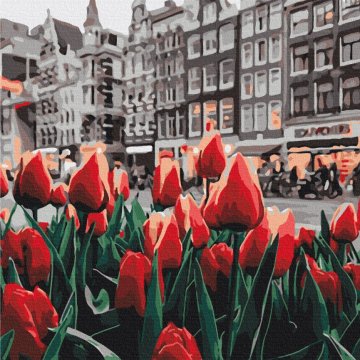 Amsterdamské tulipány