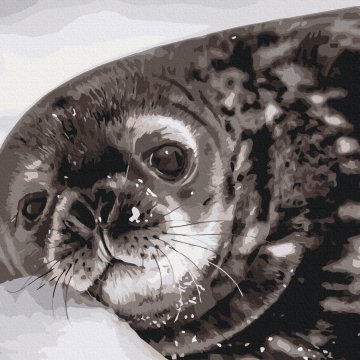 Weddell seal cub © Serhiy Glotov