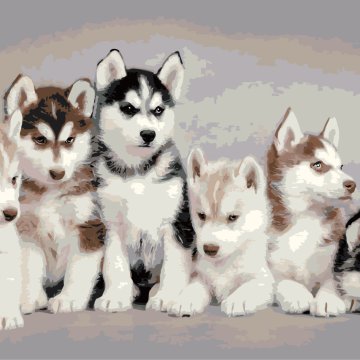 Little husky