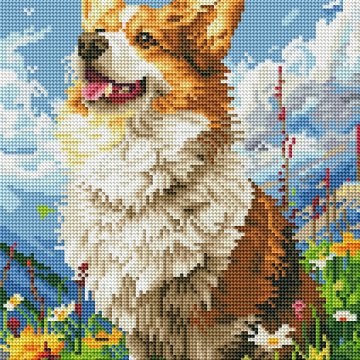 Sunny Corgi