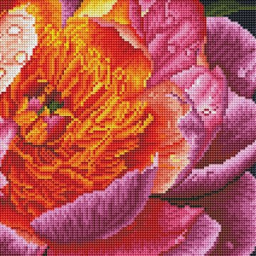 Colourful peony