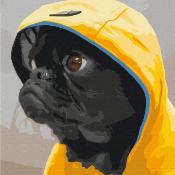 Pug in a hood