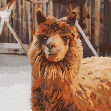 Llama on the farm