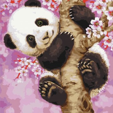 Panda on sakura