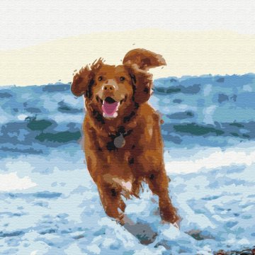 Hond in de zee