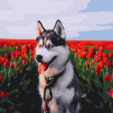 Husky in a tulip field