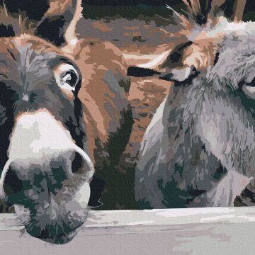 Donkeys on the ranch