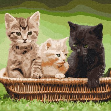 Koťata v košíku