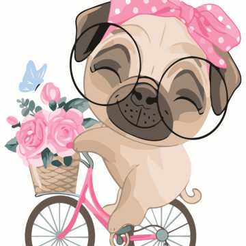 Pug on a bike ride