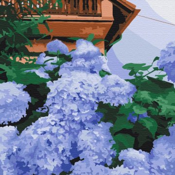 Hortensia près de la maison