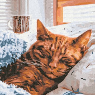 Ранковий котик