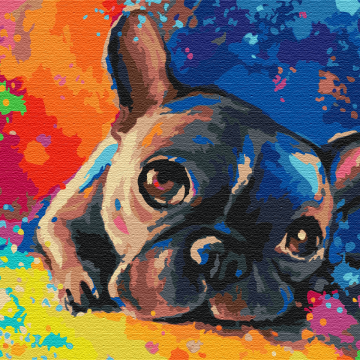 Colored bulldog