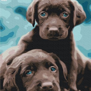 Puppies met blauwe ogen
