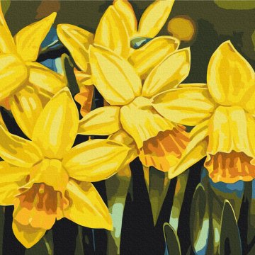 Daffodils © Anastasiia Osmolovska