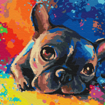 Bouledogue coloré