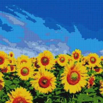 Champ de tournesols