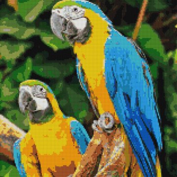 Ara parrots