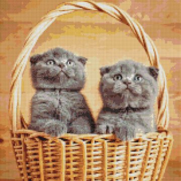 British kittens in a basket
