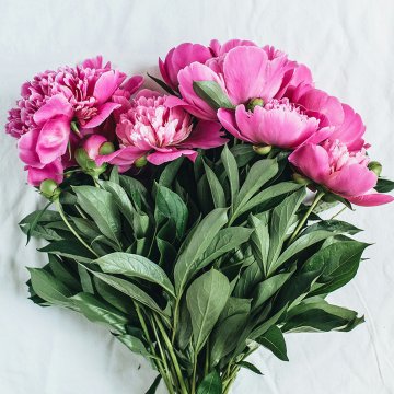 Tuinpioenen