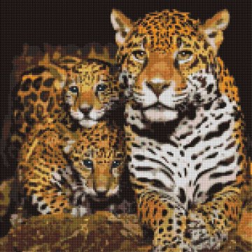 Night leopards