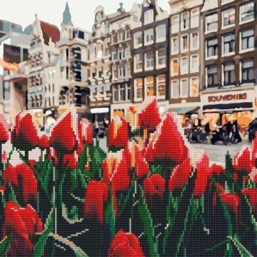 Tulips Amsterdam