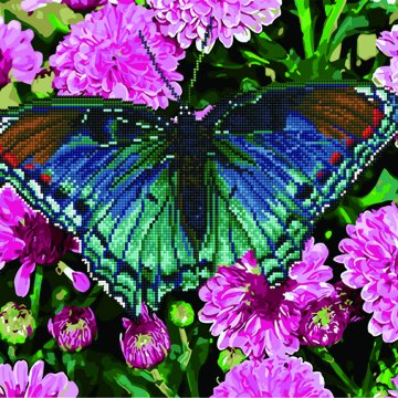 Butterfly on dahlias