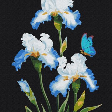 Irises © Anna Steshenko