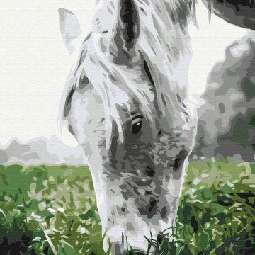 Gray horse