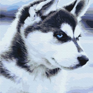 Husky-Welpe