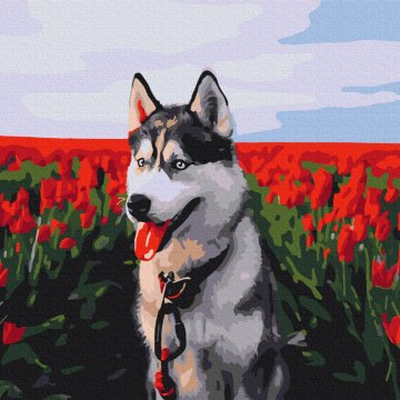 Husky in a tulip field