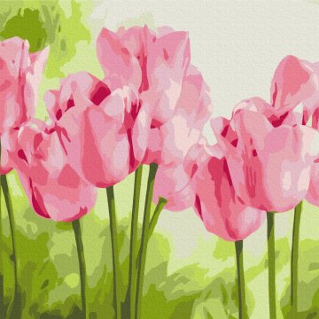 Delicate tulips