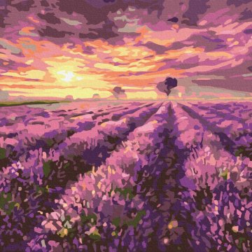 Lavendel zonsondergang